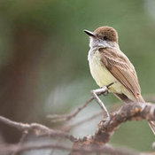 Dusky-capped Flycatcher